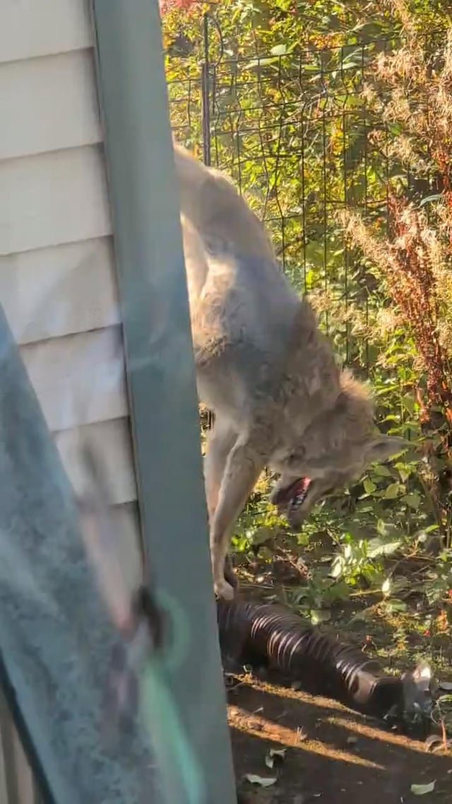 Coyote stuck in buddy’s fence in the middle of Green Lake