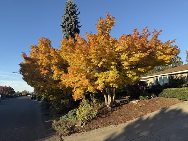 Shout out to this tree