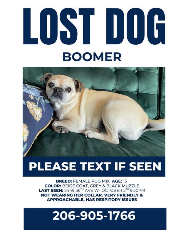Lost Pug in Magnolia