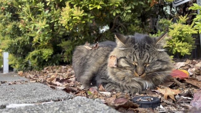 Madrona resident prohibited access to city services (/s)