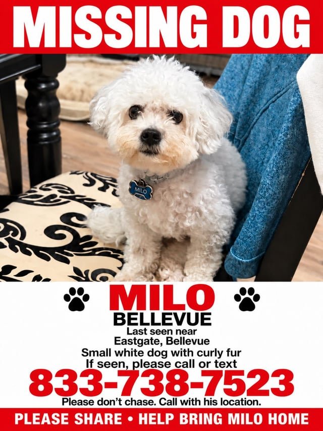Missing dog in Eastgate