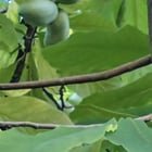 Final Paw Paw harvest/giveaway today!