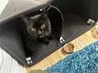 Temporary Foster Needed for Friendly Found Cat in Seattle