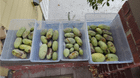 Paw Paw harvest!