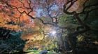 Autumn colors at the Seattle Japanese Garden