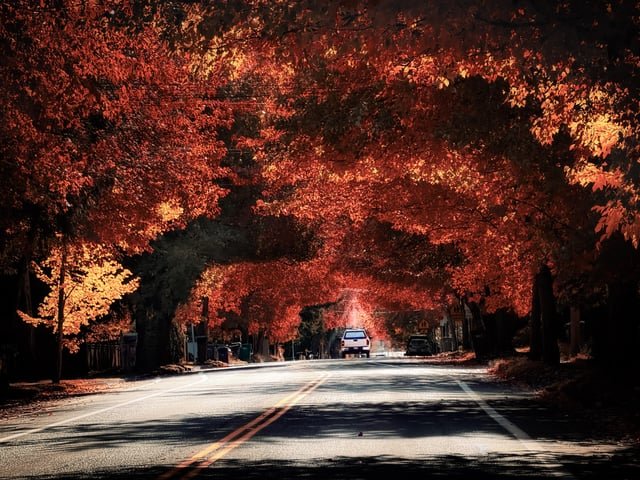 Fall Colors in our Seattle