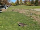 I’ve never seen this kind of goose in Seattle before (at Cal Anderson this morning)
