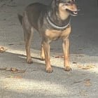 Dog repeatedly running into traffic in Magnolia — has anyone else seen this?