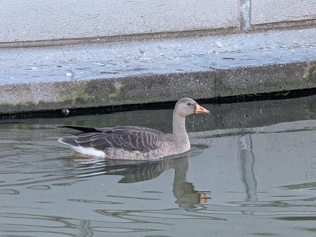 What kind of goose is this? In cal anderson