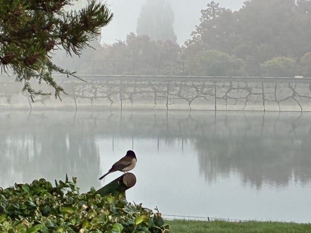 Foggy morning moment captured at Volunteer Park.