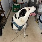 Lost dog found near magnolia met market