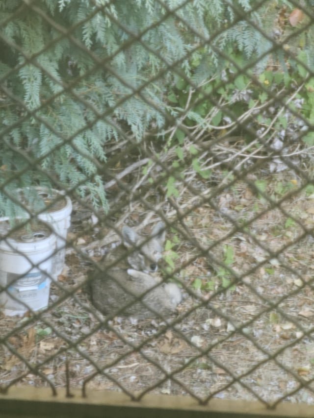 Coyotes keep sleeping in my backyard