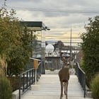 Flippin Dear(elk)? On Eastlake. Just now.