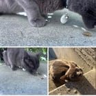 Found Kitty East Green Lake/Roosevelt, Seattle