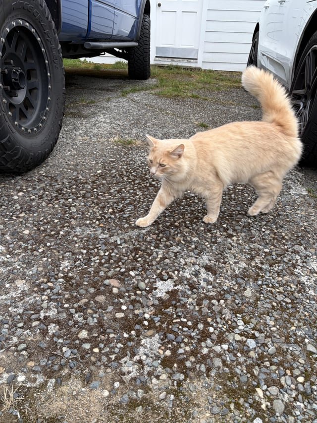 Lost cat at Whitman Middle School