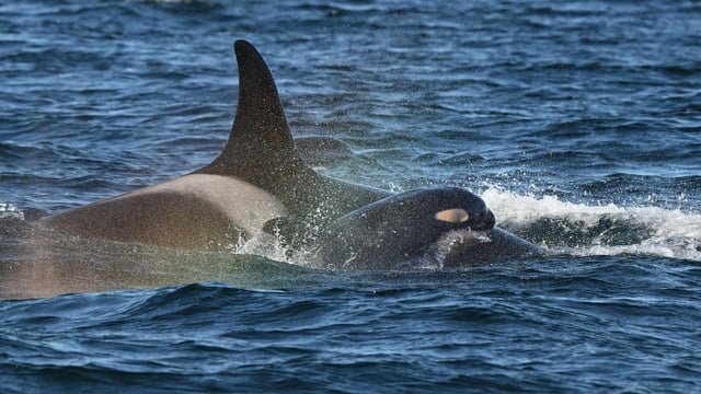 New baby orca spotted in J Pod of endangered Southern Resident killer whales