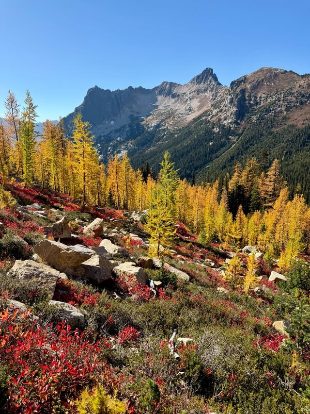 The Larches are in full bloom – North Cascades