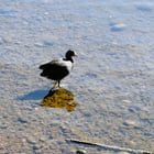 Black bird in greenlak