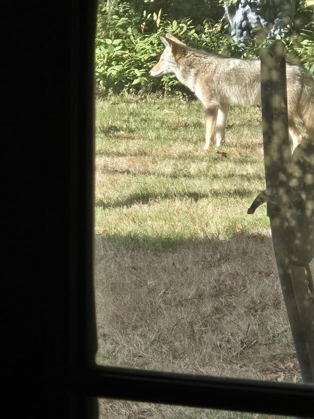 Watch your pets, North Seattle edition