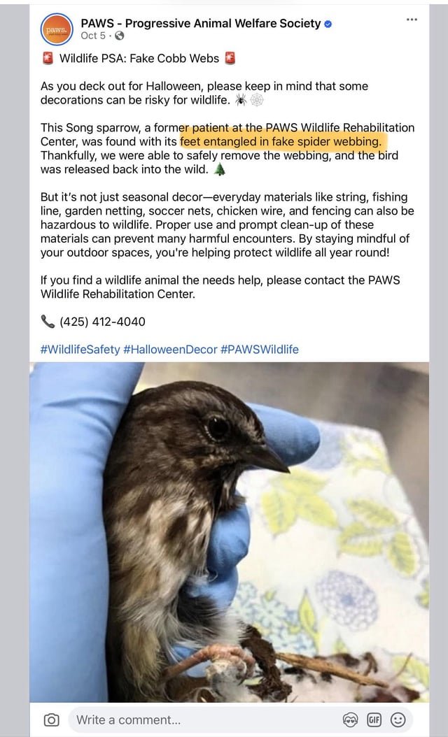 Seasonal PSA from PAWS 🕸️