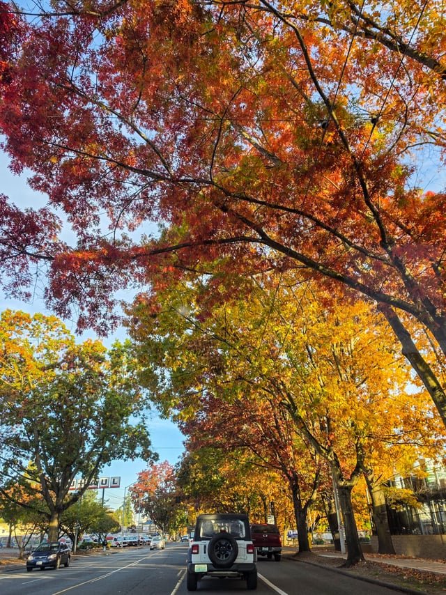 Fall colors during my morning commute! ❤️🧡💛